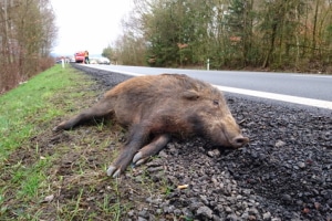 Nach einem Wildunfall weiterfahren: Um Fahrerflucht handelt es sich nicht.