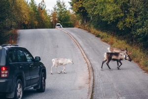 Ein Wildunfall geschieht häufig, weil unerwartet mehrere Tiere auf die Straße laufen.