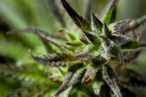 Wo darf ich Cannabis anbauen?